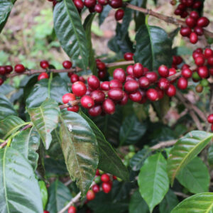 Variedad Pacamara Meza Coffee