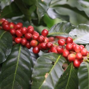 Variedad IHCafe-90 Meza Coffee