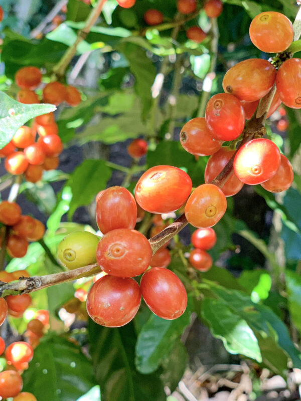 Variedad Borbon Naranja Meza Coffee