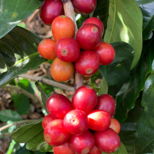 Variedad Borbon Meza Coffee