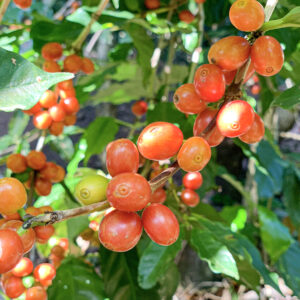 Variedad Borbon Naranja Meza Coffee